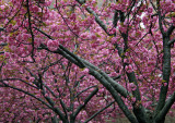 Cherry Tree Blossoms