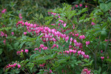 Bleeding Hearts or Dicentra