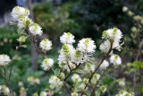Fothergilla Blossoms