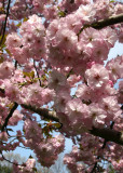 Cherry Tree Blossoms