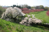 Cherry Tree Grove