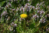 Dandelions & Lamium - Cherry Tree Grove