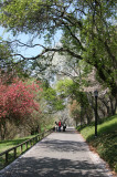 Cherry Tree Grove