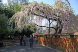 Cherry Tree Blossoms - Japanese Garden
