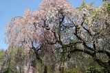 Cherry Tree Blossoms - Japanese Garden