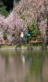 Cherry Tree Blossoms - Japanese Garden
