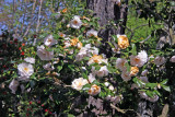 Camellia - Japanese Garden