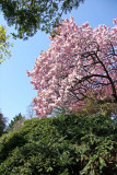 Cherry Tree Blossoms - Japanese Garden