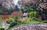 Japanese Garden