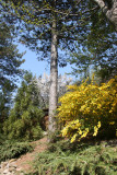 Kerria or Japanese Yellow Roses - Japanese Garden