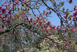 Magnolia Blossoms