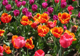 Tulips