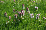 Lamium Blossoms in Grass
