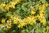 Barberry Blossoms?