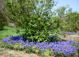 Lilac & Grape Hyacinth Blossoms