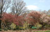 Entrance Garden View