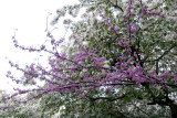 Cercis & Crab Apple Tree Blossoms