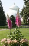 Foxglove