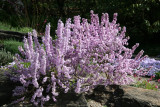 Dahne - Rock Garden