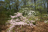 Woods - Dogwood & Azalea