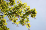 New Maple Tree Foliage