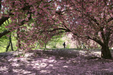Shooting Cherry Tree Blossoms