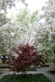 Crab Apple Tree Blossoms & Japanese Red Leaf Maple