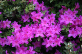 Azalea