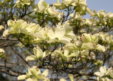 Dogwood Tree Blossoms