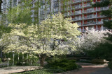 Dogwood, Crab Apple & Willow Tree