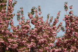 Cherry Tree Blossoms