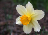 Daffodil Blossom