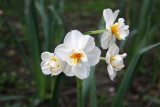 Daffodil Blossoms