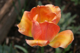 Tulip