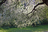 Apple Tree Blossoms - Conservatory Pond Area