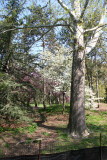 Dogwood - Conservatory Pond Area