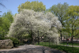 Apple Tree in Bloom near Bethesda Fountain