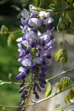 Wisteria behind the Band Shell