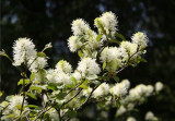 Fothergilla - Strawberry Fields Area