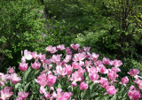 Tulips - Strawberry Fields Area