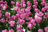 Tulips - Strawberry Fields Area