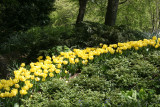 Tulips - Strawberry Fields Area
