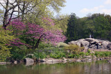 Cercis Tree in Bloom - Westside of the Lakeshore