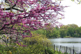 Cercis Tree in Bloom - Westside of the Lakeshore