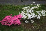 Azalea
