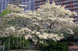 Dogwood