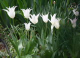 Tulips