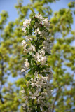 Crab Apple Tree Blossoms