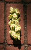 Elm Tree Blossoms & Seeds Grounded by Squirrels