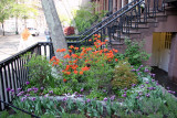 NYU Admissions Center Garden